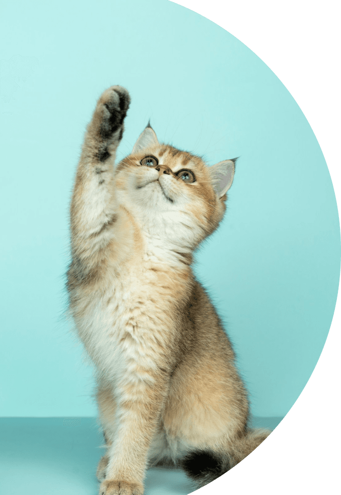 Happy cat ready for grooming