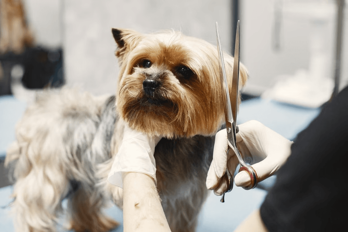 Dog grooming session