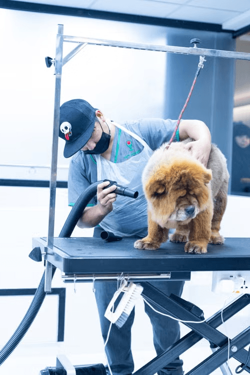 Groomer blow-drying a dog