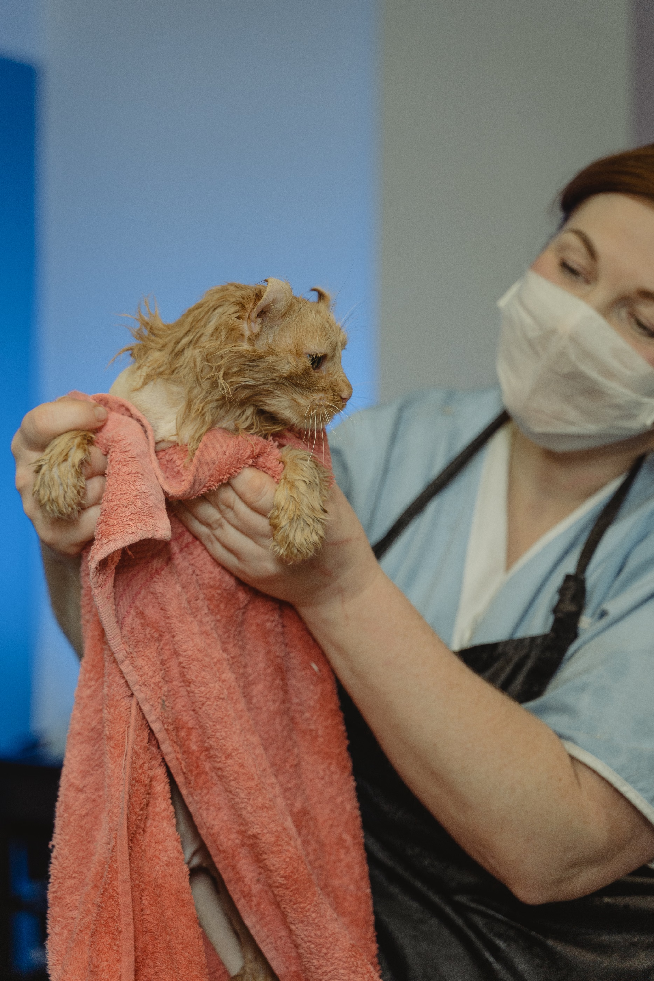 Cat being bathed