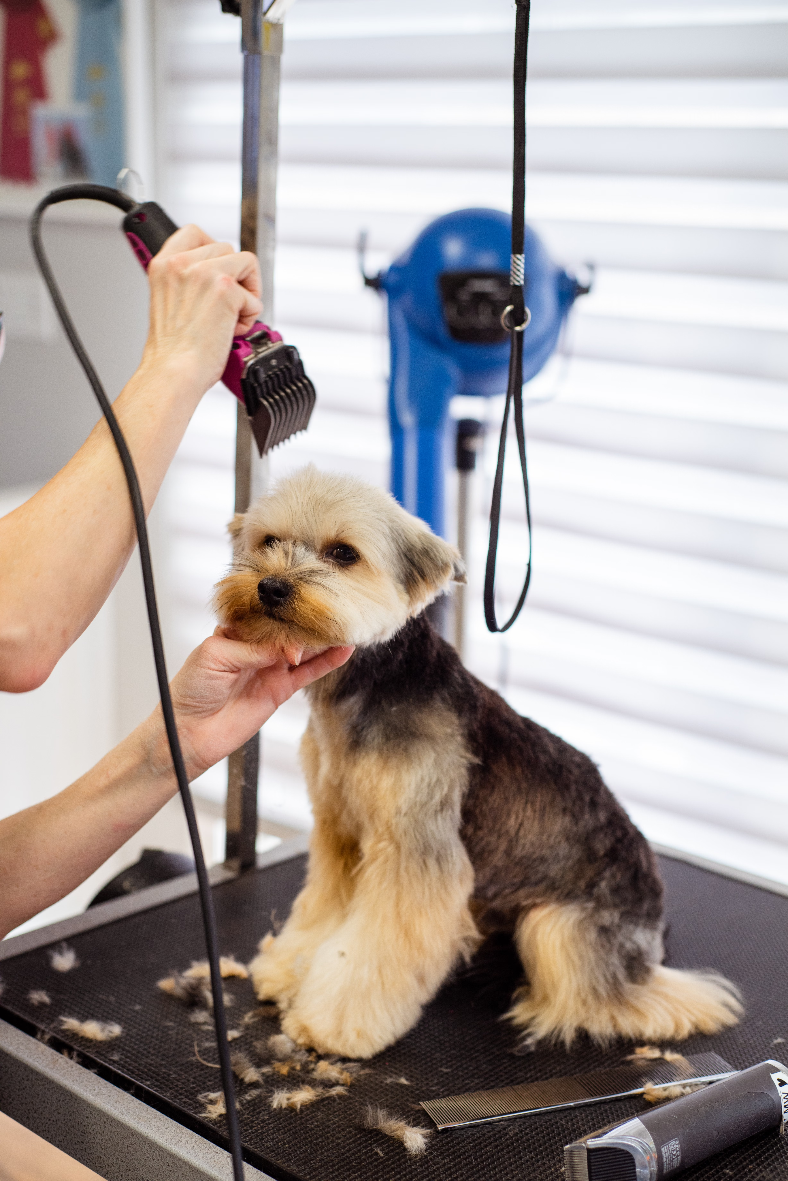 Terrier being dried