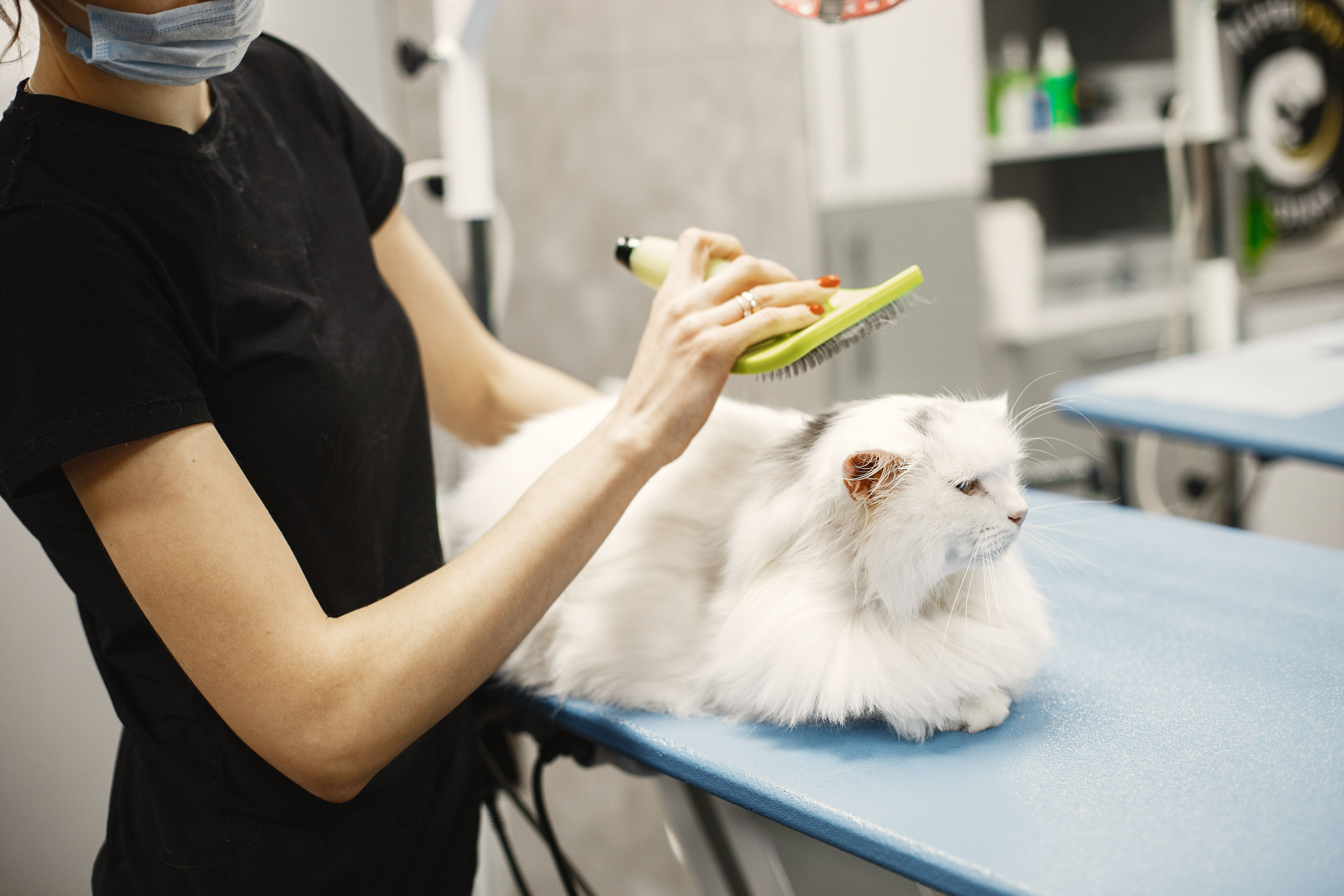 Professional groomer at work