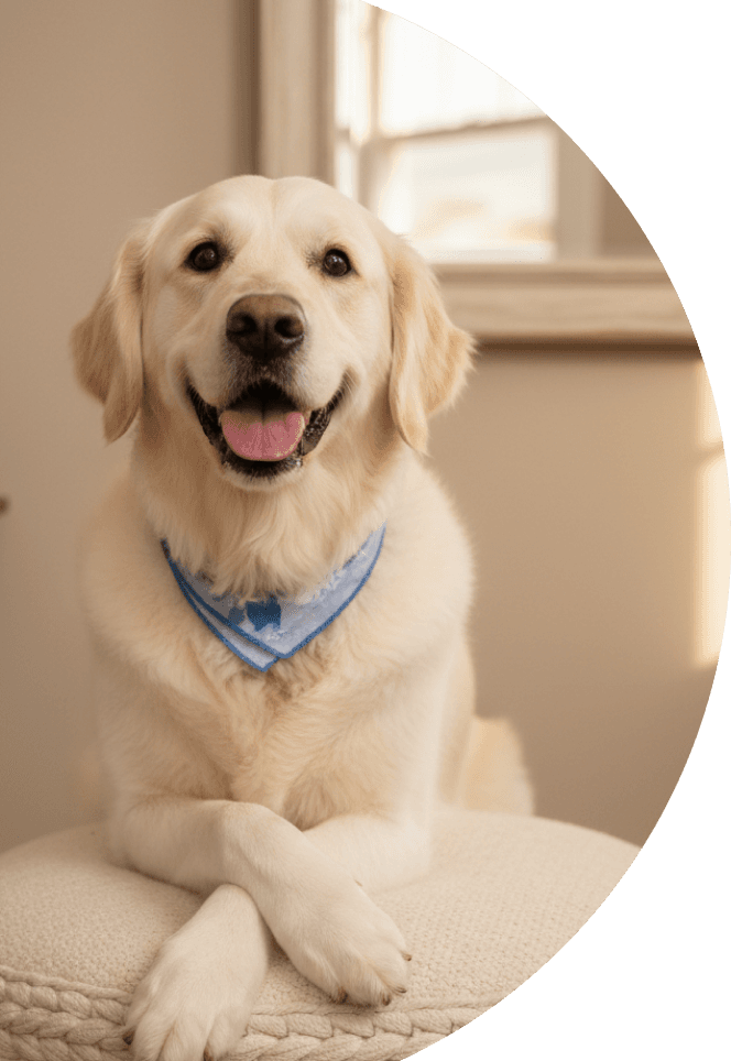 Happy dog ready for grooming