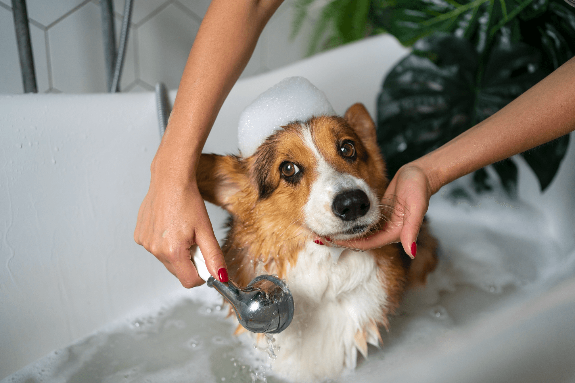 Corgi being gently bathed during a grooming session